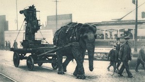 no sólo Anibal utilizaba elefantes para conquistar roma. En este caso los paquidermos portaban material bélico