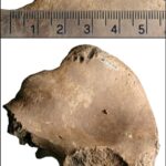 Mordeduras de león en esqueleto confirman luchas de gladiadores contra bestias en la Britania romana